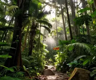 Descubra as Trilhas Fáceis em Bertioga