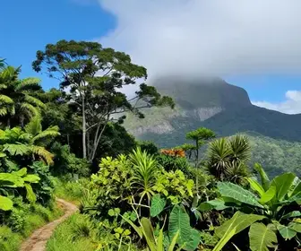 Explorando a Serra do Mar em Bertioga: Oásis Natural